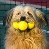 tenis ball hungry dog