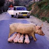 sow feeding its babies on the road