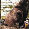 this bear realy loves tourists = good dinner