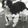 dog has legs covered with snow