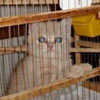 clever parrot caught a cat into his cage