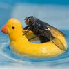 even flies have to learn how to swim