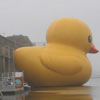 quack quack ... I am leaving the port