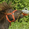 this horse is real beer loving animal