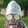 this owl takes a good care of its beauty