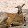 Best to have a beer on such a hot day funny animal picture