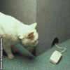 Funny pet pictures cat chasing a pc mouse