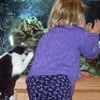 curious cat is looking into aquarium