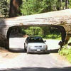 why get the fallen tree out? Chop a tunnel into it