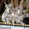 Koala bears first group sex funny animals pics
