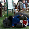 charmer fell asleep with his elephant