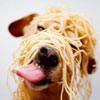 this dog loves to eat his Spaghetti