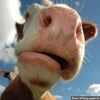 Very funny picture cow wants a kiss face closeup
