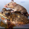 the frog is taking a mouse for a ride