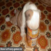 Cute funny pictures small doggy picking on goodies