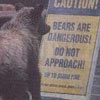 a bear is reading a sign - funny picture