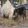 Funny pictures animals smells interesting dog meeting new friend