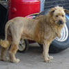 dog with cool lion hair cut