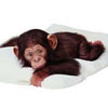 I would adopt this nice monkey baby