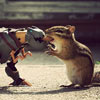 squirrel fights bad robot