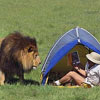 build his tent right in the lions nest