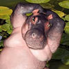 funny photoshoped picture of hippopotamus