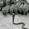 one snake vs bunch of dangerous rodents