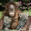 caring monkey look after two young leopards