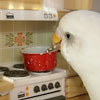 this parrot can cook its own food