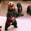 these bears really rock!