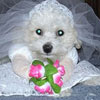 sweet picture of dog in bride costume