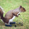 funny squirrel picture