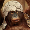 this monkey has a nice cap