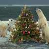 evel polar bears can celebrate Xmas