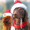 pets wearing clothes for Xmas