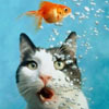 luckily the cat took some diving course