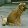 a little dog is sitting on the cat