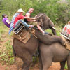 it seems everyone, even the elephants, enjoy this ride