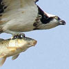 eagle brings his food