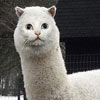 so which animal is this?