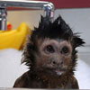 fun monkey is having a bath