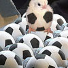 and newly born soccer chick