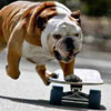 this puppy really loves to sk8