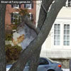Naughty squirrel injoys stolen food in the tree pictures of funny anim