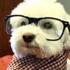 This hipster dog does not care if you like him or not. Deal with it.