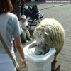 Sheep having a drink from the fountain funny animals pictures
