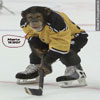 Funny pictures of monkeys hairiest ice hockey player