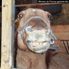 Funny horse pics want nice teeth like these use colgate