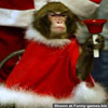 Funny monkey pics ape santa in a bad mood