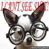 Funny dog pictures small doggy with huge glases